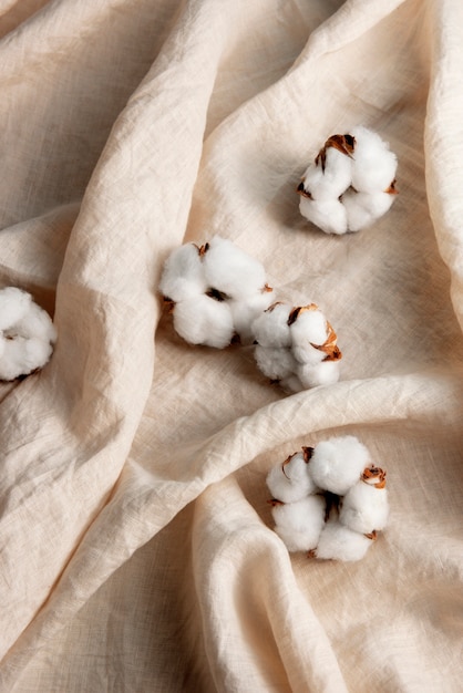 Cotton plants still life